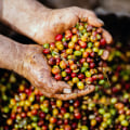 Exploring the World of Robusta Beans: A Comprehensive Guide