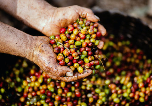 Exploring the World of Robusta Beans: A Comprehensive Guide