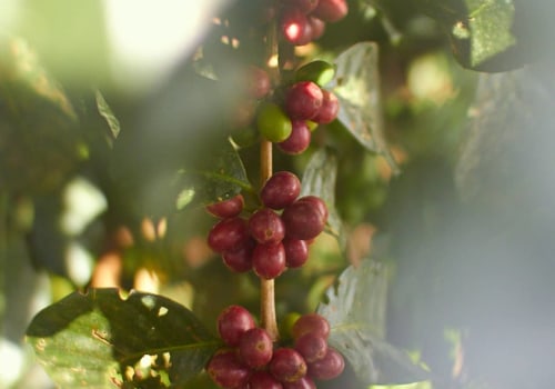 What Makes Coffee Organic